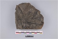 藏品(植物化石)的圖片